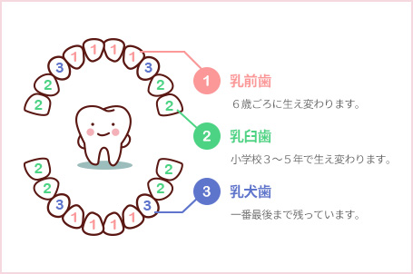 乳前歯 乳臼歯 乳犬歯